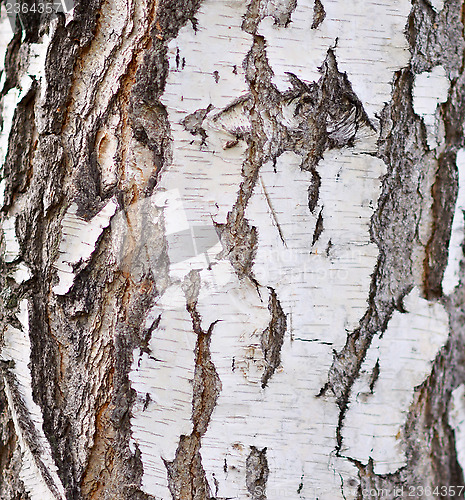 Image of birch bark