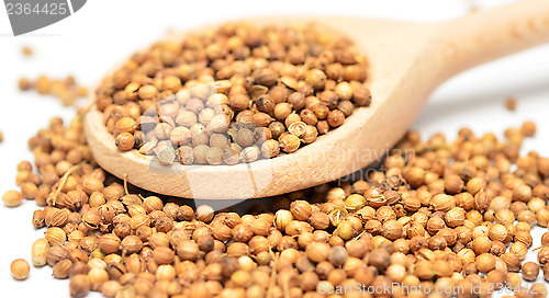 Image of coriander
