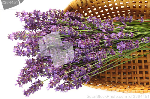 Image of Bunch of lavender