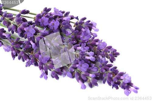 Image of Lavender