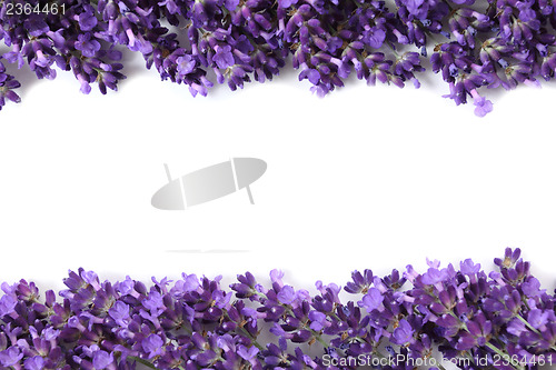 Image of Frame with lavender