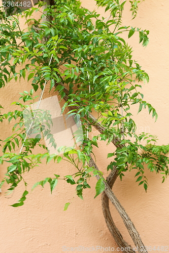 Image of Green creeper on an exterior wall