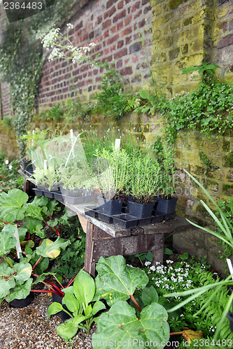 Image of Potted plants alongside a garden wall
