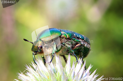 Image of chafer beetle on flower macro
