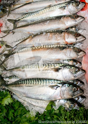 Image of Mackerel fish