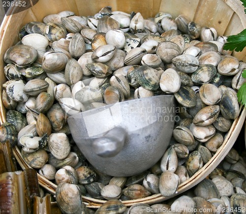 Image of Shell