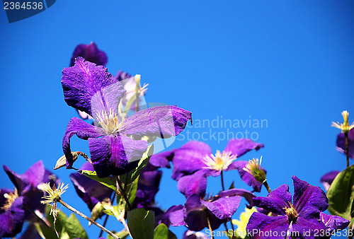 Image of Purple clematis flowers against a blue sky