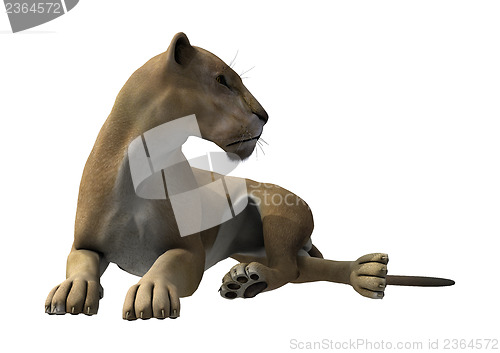 Image of Lying Lioness