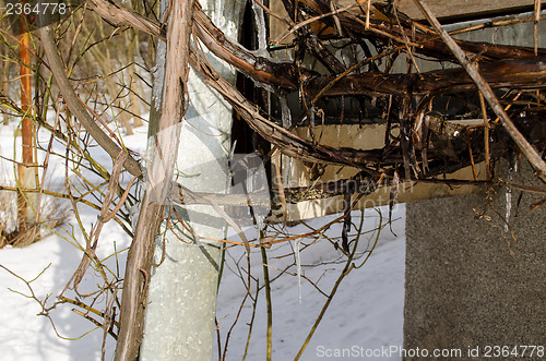 Image of ice vine branches cold winter time 