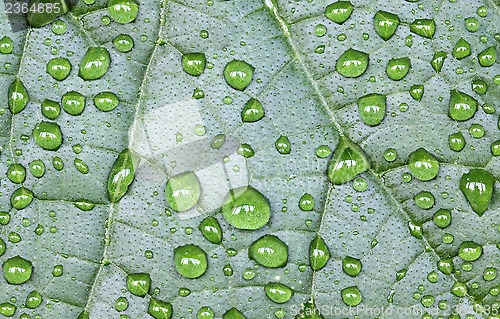 Image of Water Drops