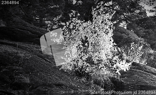 Image of burning bush