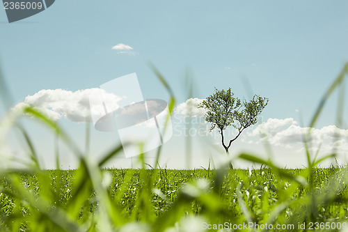 Image of Tree in the meadow