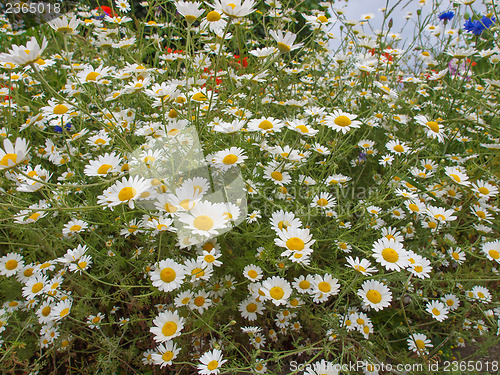 Image of Camomile flower