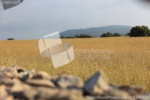 Image of Agricultural field with golden wheat