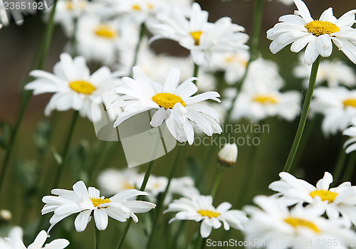 Image of Daisy