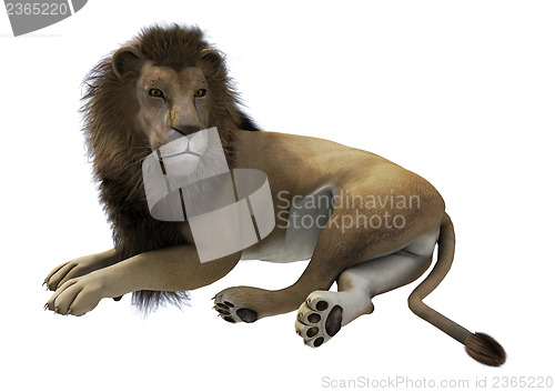 Image of Lying Lion