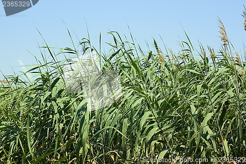 Image of Dense thicket of reeds