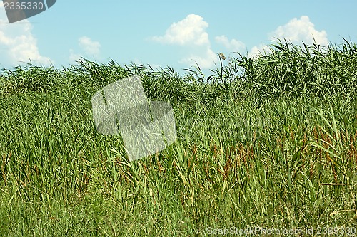 Image of Thick overgrown cane