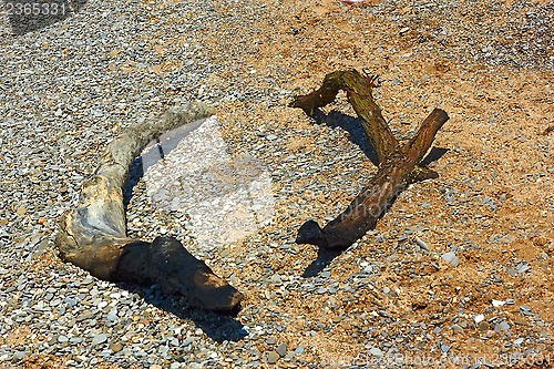 Image of Dried charred wood on a wild beach