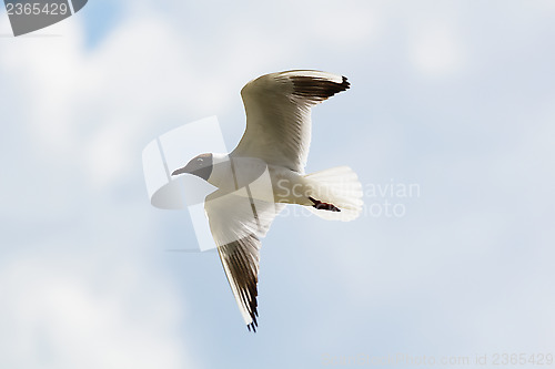 Image of Mediterranean gull in flight