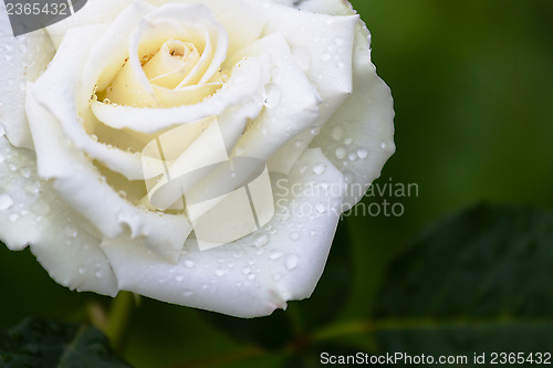 Image of White Rose