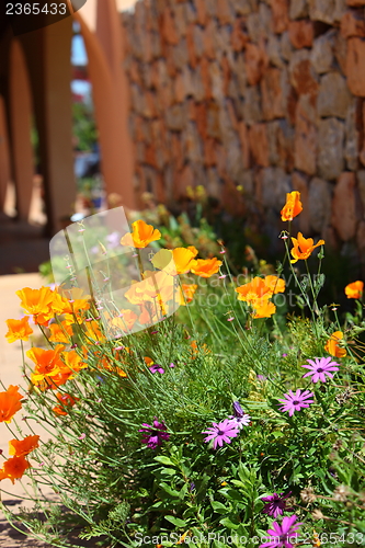 Image of Flowering golden poppies