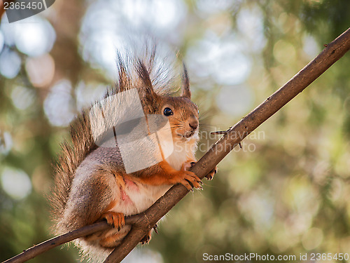 Image of Squirrel on branch