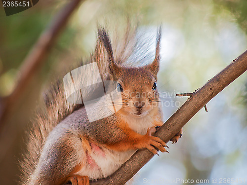 Image of Squirrel on branch