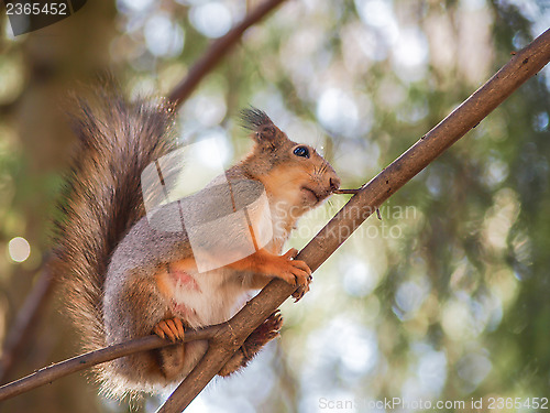 Image of Squirrel on branch