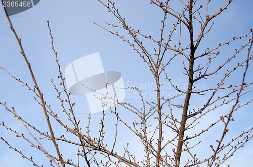 Image of japanese sakura tree with buds  