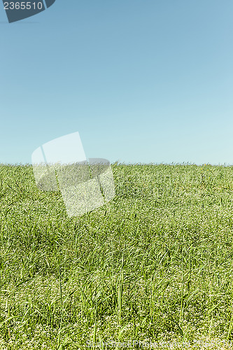 Image of Grass and sky