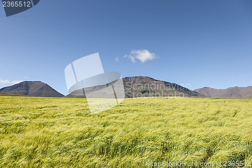 Image of Wheatfield and mountains