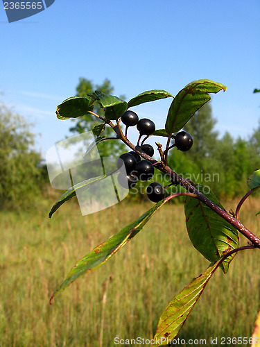 Image of Branch with the wolf berries