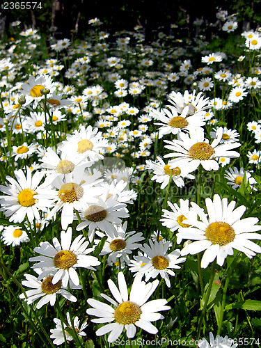 Image of flower-bed of beautiful white chamomiles