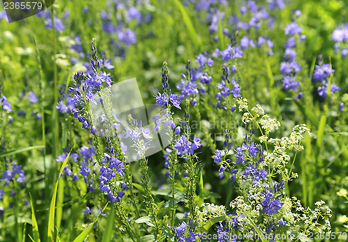 Image of Beautiful wildflowers