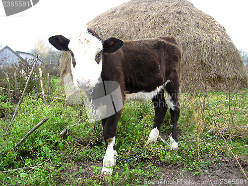 Image of little calf near a haystack