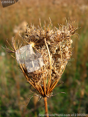 Image of dry umbel of flower of cicuta