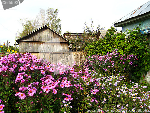 Image of Some beautiful red asters near the house