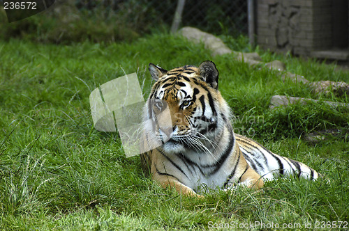 Image of Tiger Looking