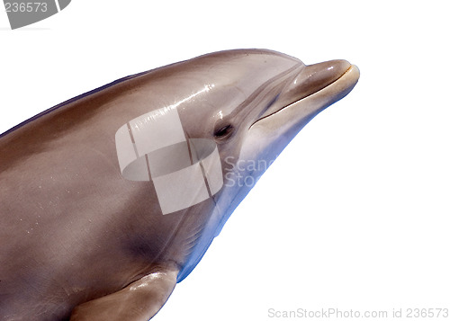 Image of Dolphin