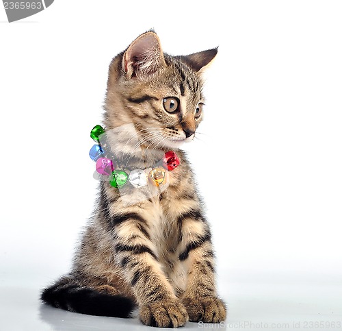Image of cute small  witten with a necklace