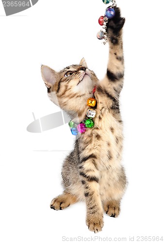 Image of kitten with bells necklace playing