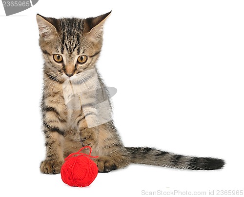 Image of cute little kitten with a wool ball