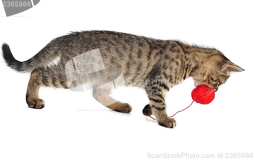 Image of cute little kitten with a wool ball