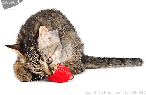 Image of cute little kitten with a wool ball