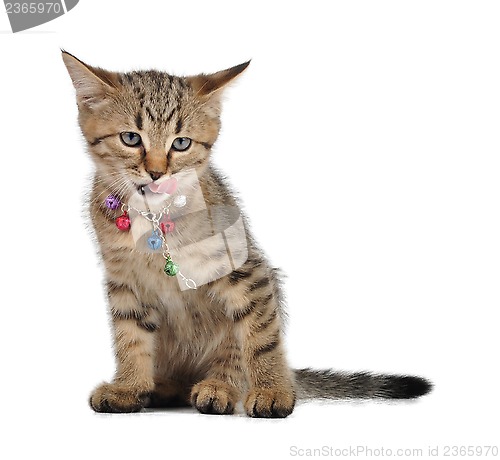 Image of small kitten with tongue out