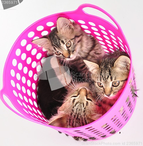 Image of group of kittens in a basket