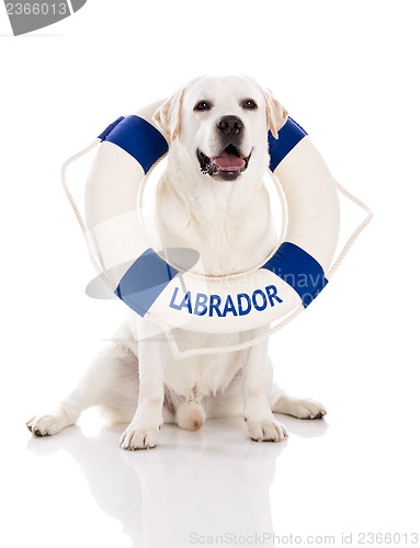 Image of Labrador dog with a sailor buoy