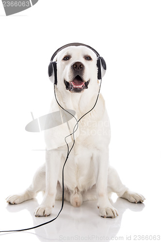 Image of Labrador listen music