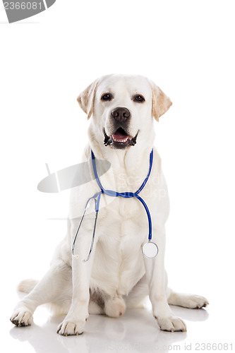 Image of Vet dog